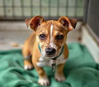 castração gratuita em Indaiatuba